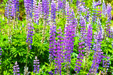 Hoher Rittersporn (Delphinium elatum) in Vorarlberg 	