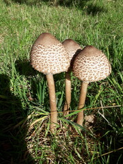 Shaggy Parasol mushroom, UK