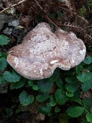Woodland tree mushroom - Oak Polypore © Ben