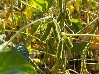 Ripening soybeans in the field. Soybeans close-up