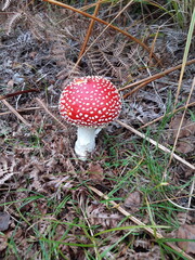 Bright red Fly Agaric poisonous mushroom