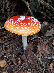 Amanita Muscaria (Fly Agaric mushroom)