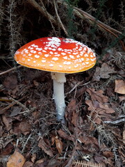 amanita muscaria fly agaric mushroom