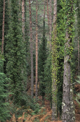 Interior of a mountain forest with trees with trunks covered in vines of different shades of green, trees, nature, and mountaineering