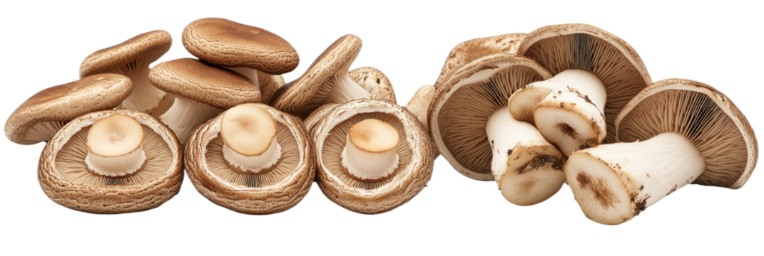 Brown and green mushrooms in a diagonal row on gray background. Each mushroom has unique shape and color. Earthy tones, vibrant greens, and white hues. Isolated on transparent background. Alpha mask.