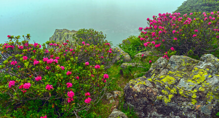 Bewimperte Alpenrose im Montafon (Österreich)	