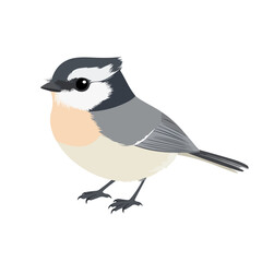 Tufted Titmouse Vector SVG, Tufted Titmouse illustration ,  Animal Vector 