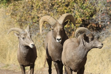 Bighorn Sheep  Herd