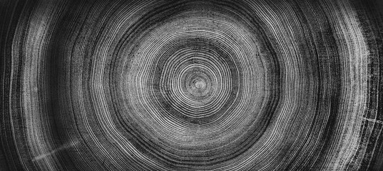 Circular detail of tree rings pattern cut wood texture. Ring pattern from a felled tree wood slab.