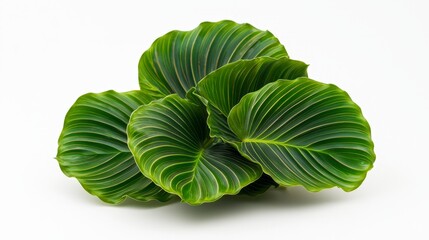 Fototapeta premium Vibrant green Calathea Orbifolia leaves arranged in an abstract fan shape, against a seamless white background, soft shadows