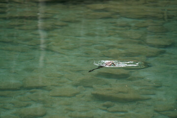 Ray Swimming in Clear Water