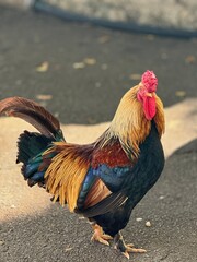Colorful Rooster Standing Proudly on Pavement, Showcasing Vibrant Feathers in Natural Outdoor Setting