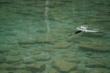 Underwater Scene with Fish and Rocks