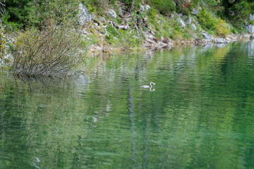 Tranquil Lake with Bird Swimming