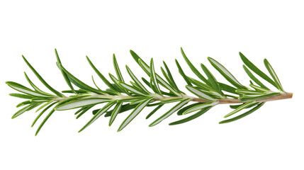 Fototapeta premium Single green rosemary plant with dark green leaves and light green stems. Central position, extending leaves, isolated transparent background. Green herb isolated on transparent background. Alpha mask