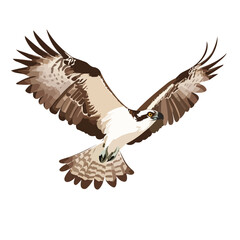 Beautiful bird osprey vector art illustration