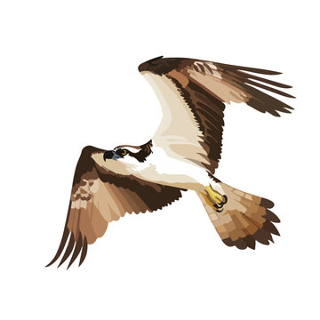 Beautiful bird osprey vector art illustration