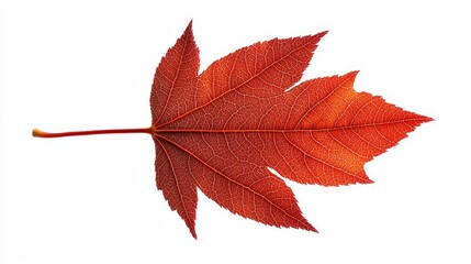 Maple leaf clipart in autumn colors, smooth red to orange gradient, detailed with natural veins, isolated on a pure white background, vibrant and clear