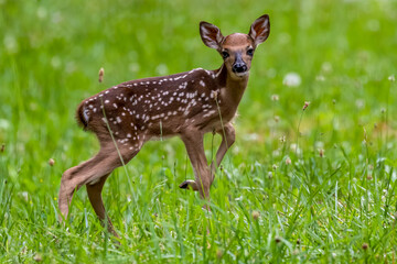 A whitetail fawn in a feild with grass