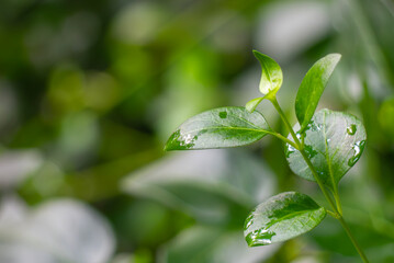 雨上がりの葉っぱのしずくがみずみずしい