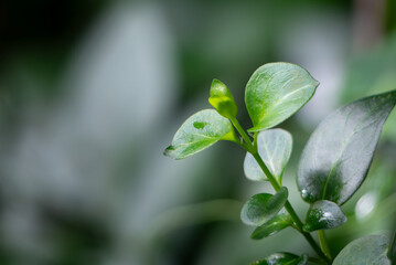 雨上がりの葉っぱのしずくがみずみずしい