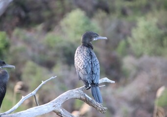 Fototapeta premium Little Black Cormorant (Phalacrocorax sulcirostris), Kennett River, Great Ocean Road, Victoria, Australia.