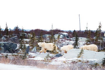 Wild Polar Bears in Churchill, Manitoba, Canada.