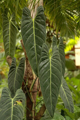 Tears of the Tropics
