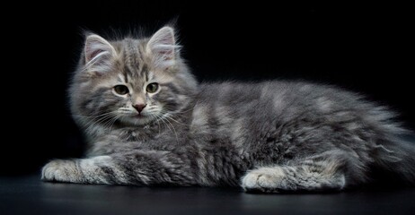 Siberian kitten on colored backgrounds