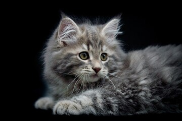 Siberian kitten on colored backgrounds