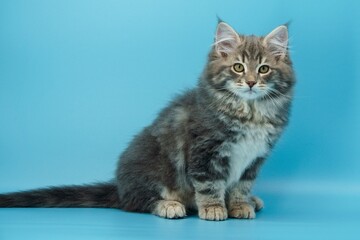 Siberian kitten on colored backgrounds