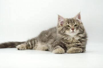 Obraz premium Siberian kitten on colored backgrounds
