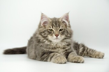 Siberian kitten on colored backgrounds