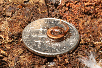 Side view of a tiny red-back salamander coiled up on a dime coin for scale.  This is a recently hatched baby salamander found in autumn. 