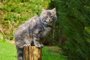 Blue tabby kitten exploring outdoors