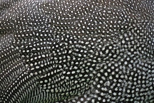 Close Up of a Helmeted Guineafowl plumage
