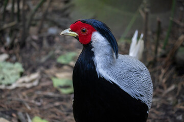 Portrait of a Silver Pheasant