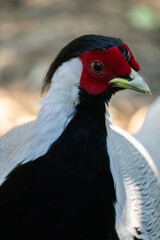 Portrait of a Silver Pheasant