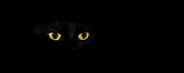 A black cat with yellow eyes peering out of the darkness. Cat Concept. .