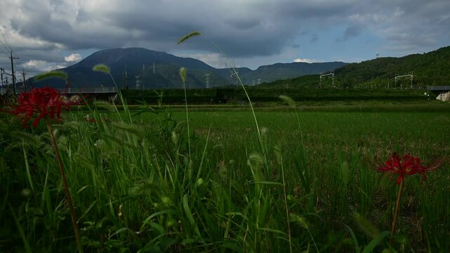彼岸花の咲く伊吹山麓を走るドクターイエロー （東海道新幹線 米原 - 岐阜羽島, 2024年9月）
