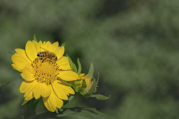Honey Bee Apis Mellifera gathering pollen on a yellow sunflower green background copy space.