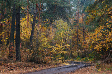 Autumn forest landscape october nature