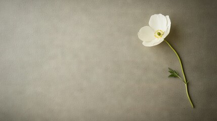   A solitary white blossom resting atop a gray surface alongside a white vase featuring a verdant stalk