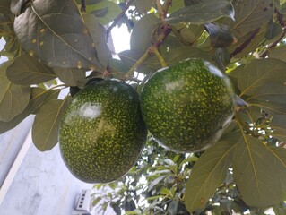 avocado on tree