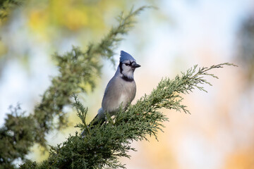 Blue Jay
