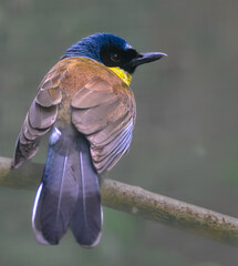 Blue-crowned Laughingthrush (Garrulax courtoisi)
