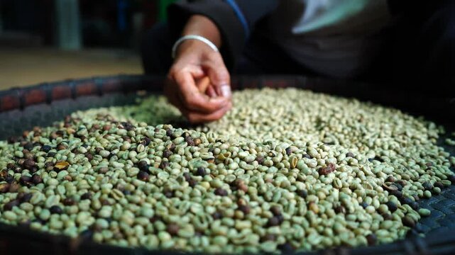 cutting out foreign objects out of coffee beans
