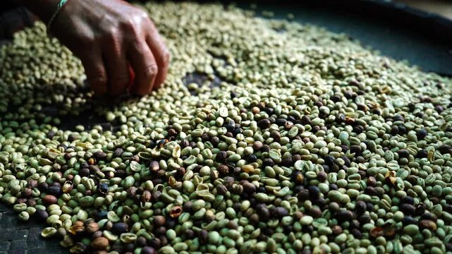 cutting out foreign objects out of coffee beans

