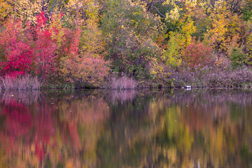 Autumn at Parc Angrignon, Quebec, Canada