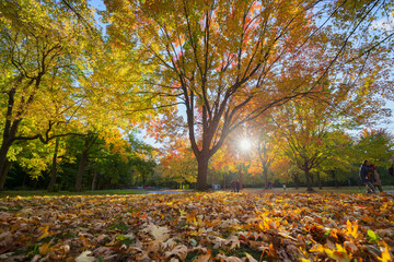 Autumn at Parc Angrignon, Quebec, Canada